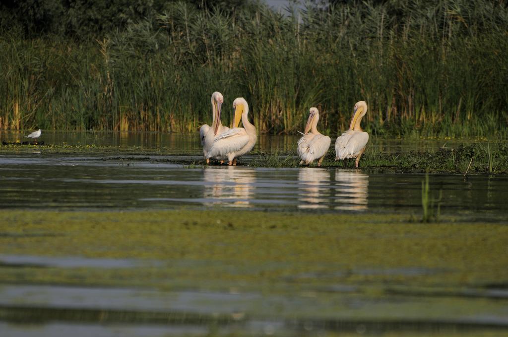 Vila Delta Travel - Mila 23 Mila Douăzeci şi Trei Kültér fotó