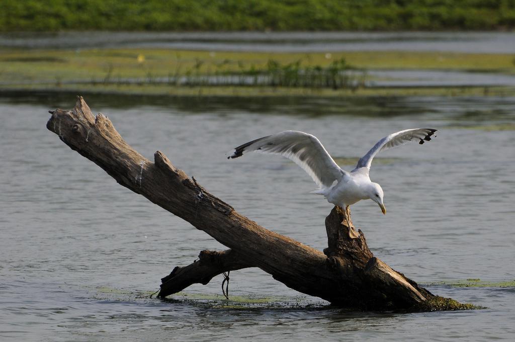 Vila Delta Travel - Mila 23 Mila Douăzeci şi Trei Kültér fotó
